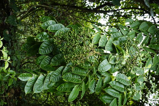 Image of Zanthoxylum rhetsa (Roxb.) DC.