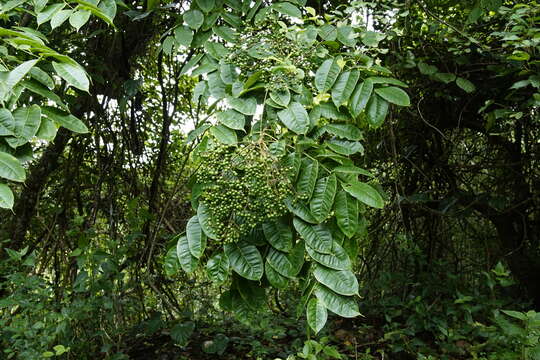 Image of Zanthoxylum rhetsa (Roxb.) DC.