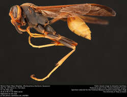 Image of Western Paper Wasp