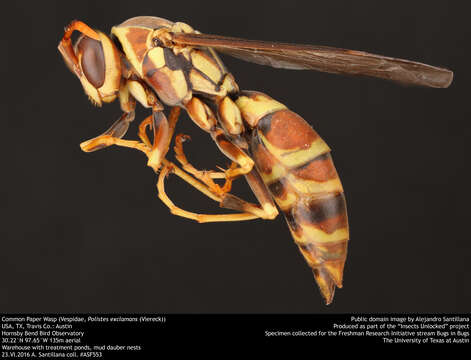 Image of Wasp