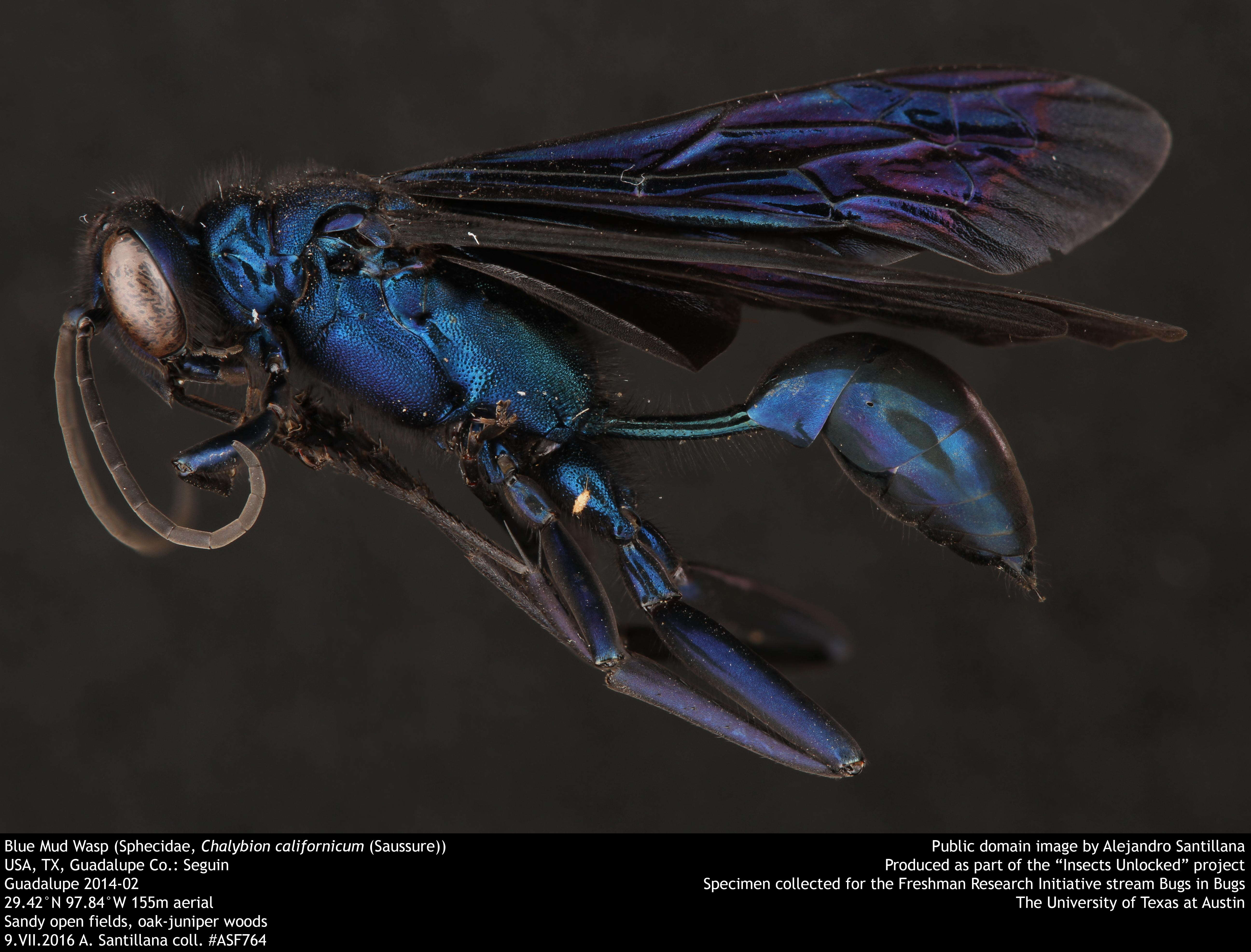 Image of Blue Mud Wasp