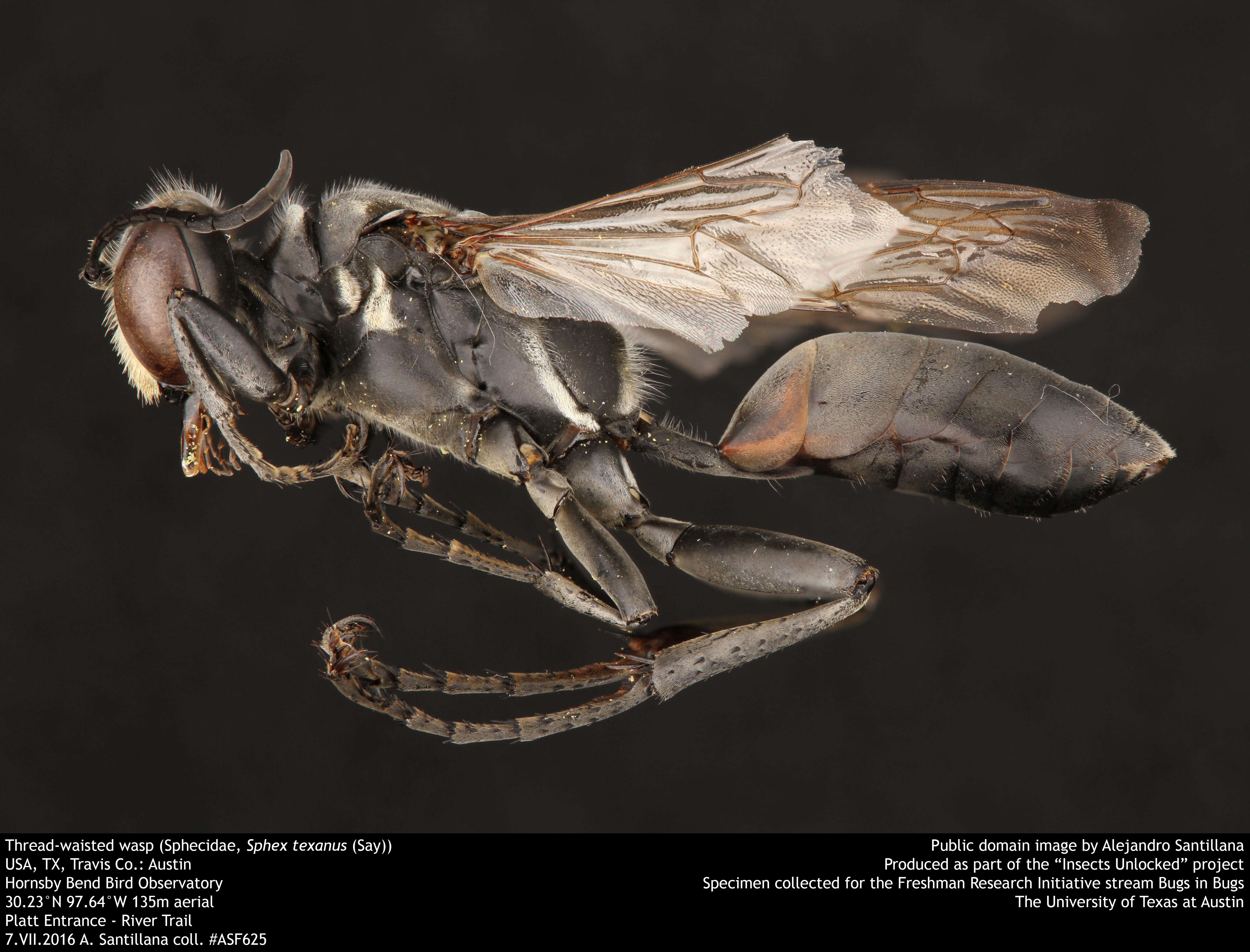 Image of Sphex texanus Cresson 1873