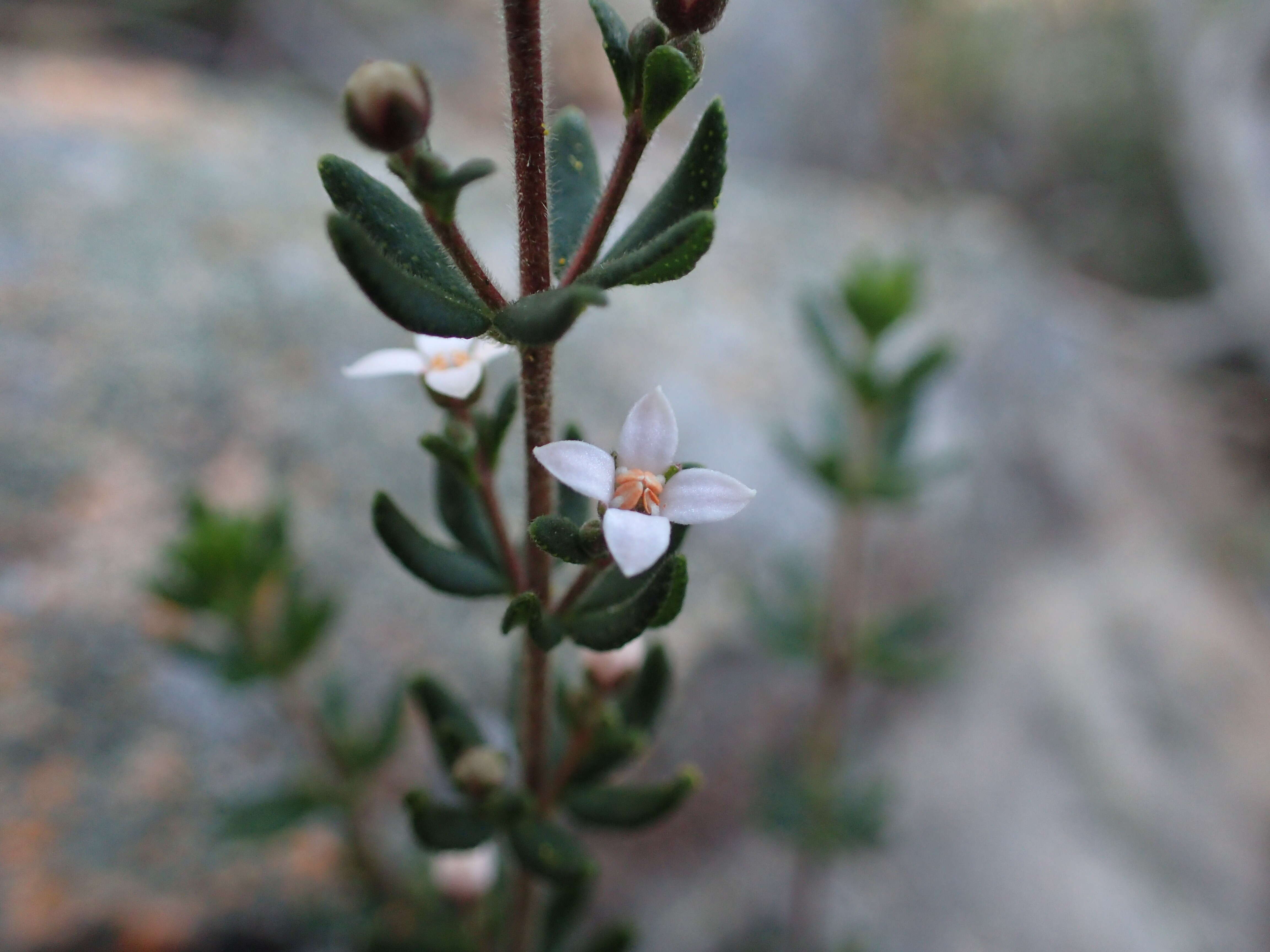 Image of Zieria odorifera J. A. Armstr.