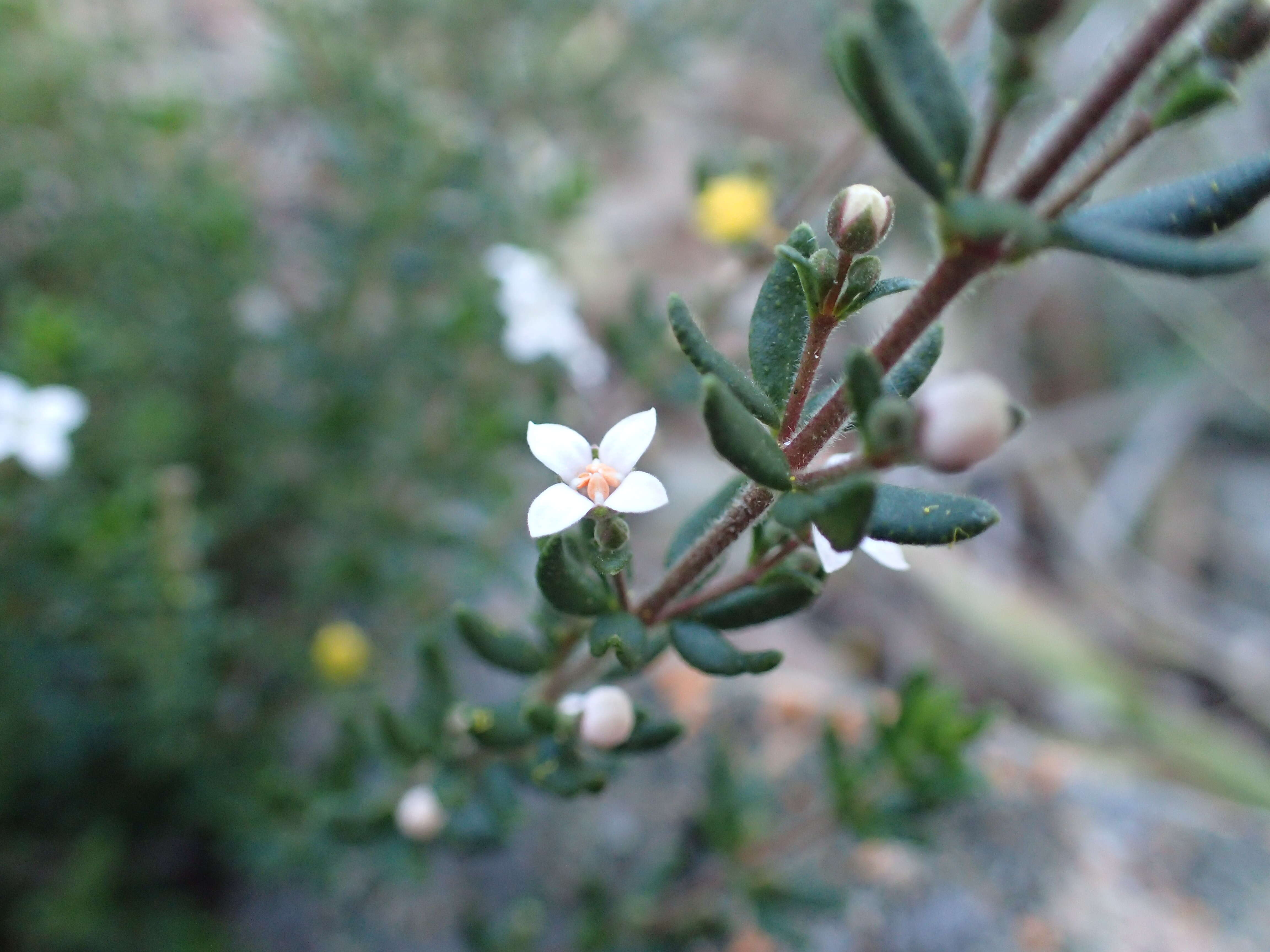 Image of Zieria odorifera J. A. Armstr.