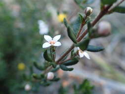 Image of Zieria odorifera J. A. Armstr.