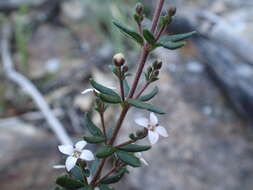 Image of Zieria odorifera J. A. Armstr.