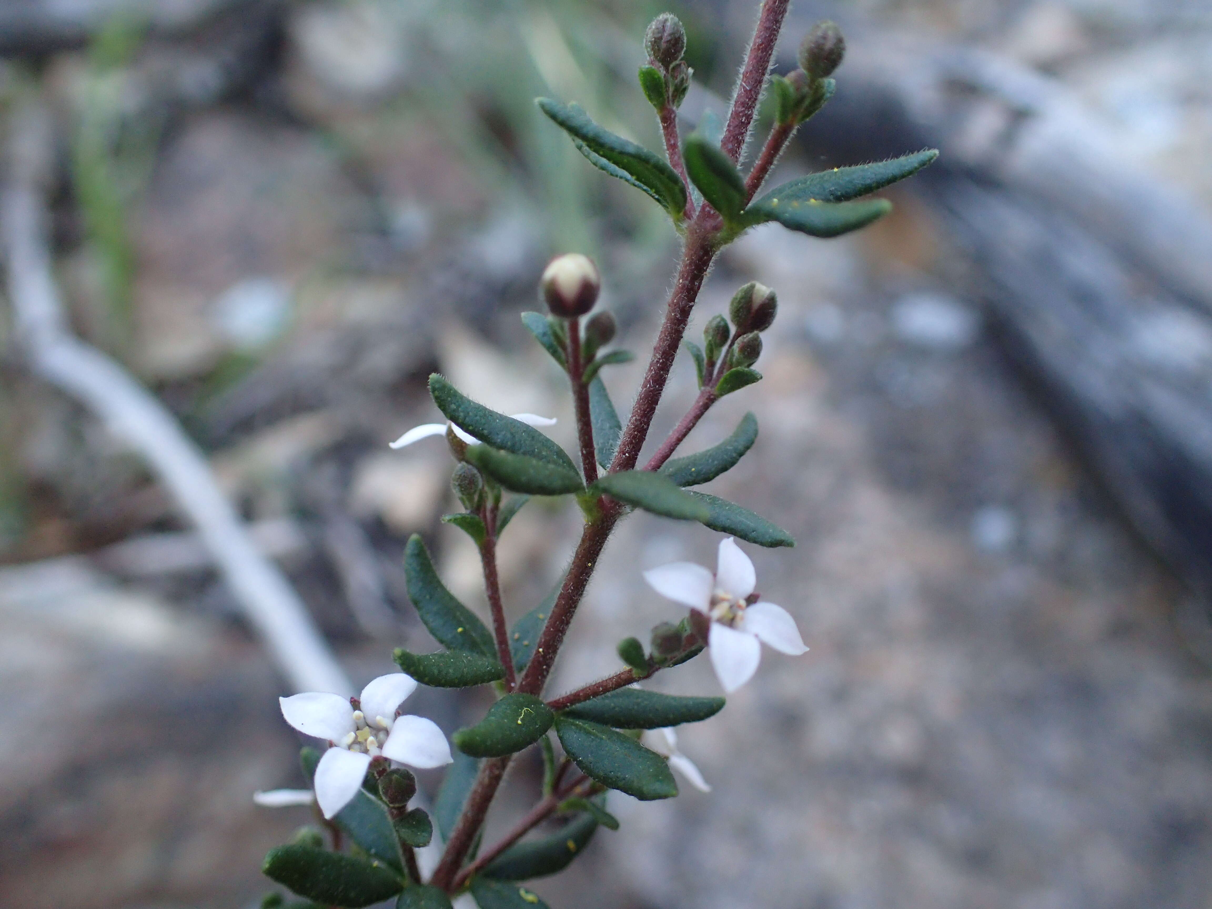 Image of Zieria odorifera J. A. Armstr.