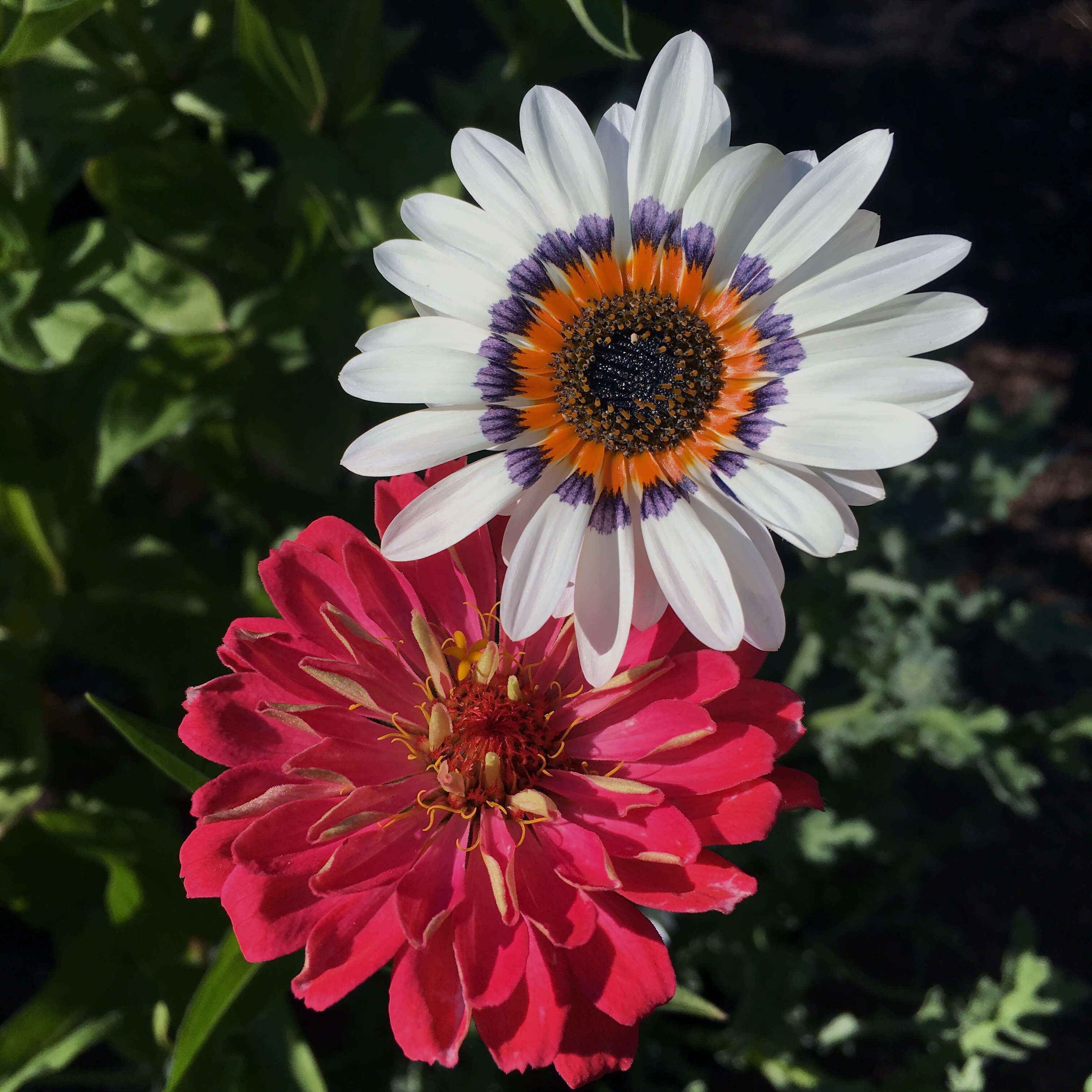 Image of Double Namaqua marigold