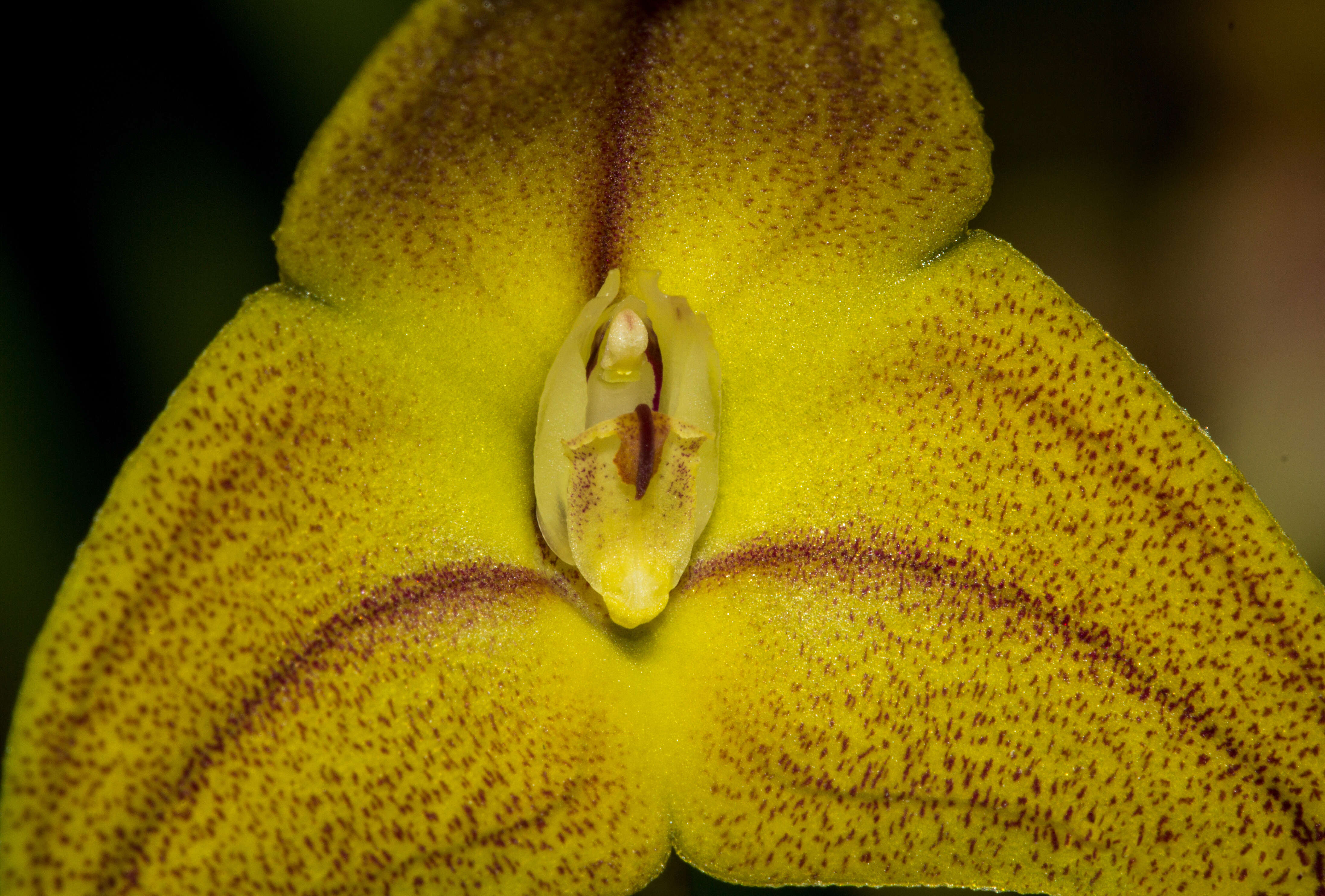 Image of Masdevallia triangularis Lindl.