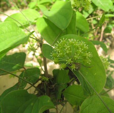 Smilax herbacea L. resmi