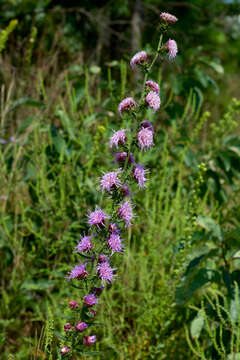 Слика од Liatris aspera Michx.