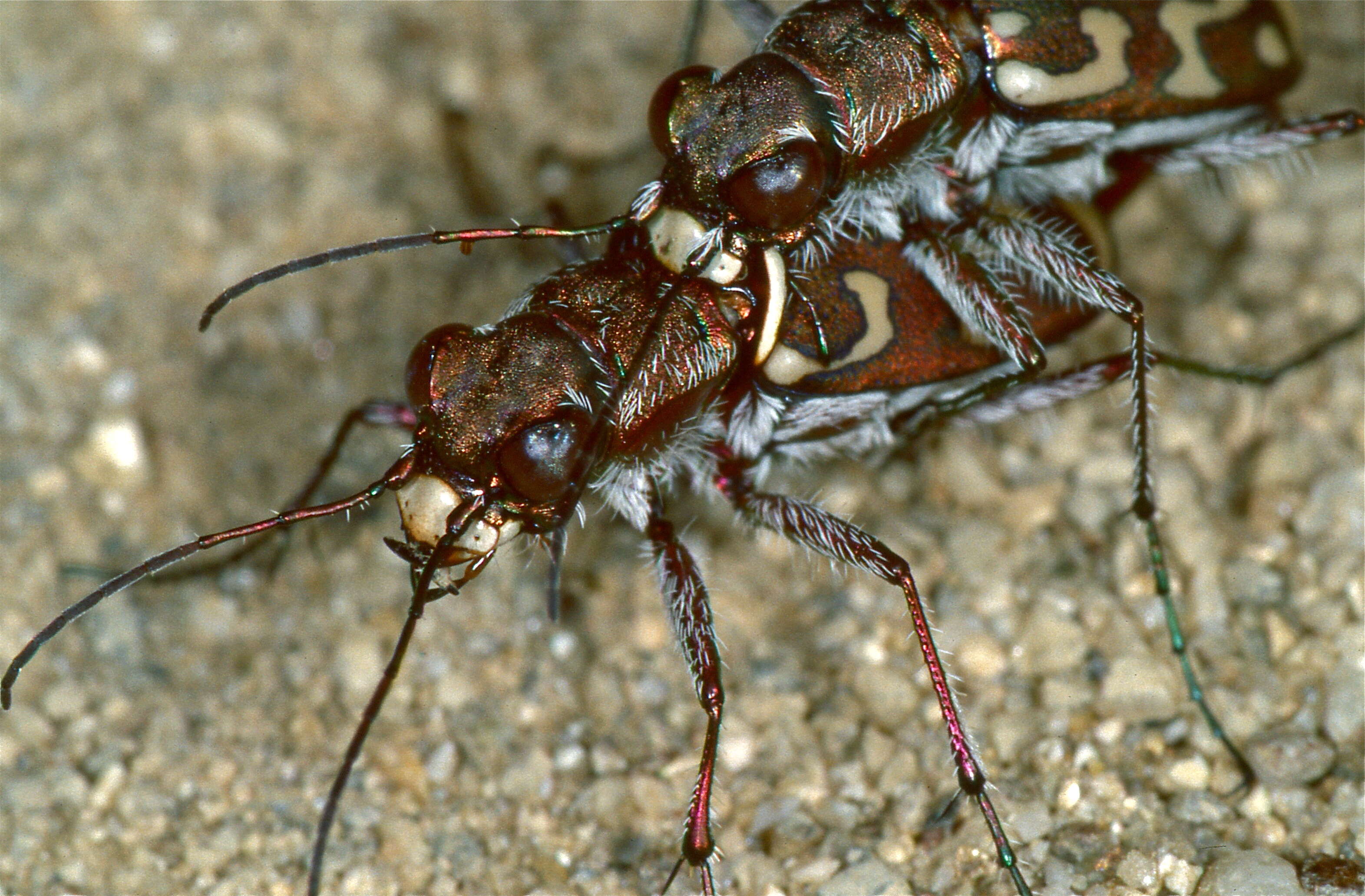 Sivun Lophyra (Lophyra) flexuosa (Fabricius 1787) kuva