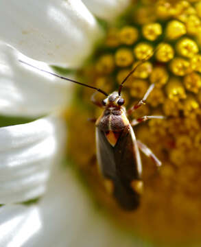 Image of Capsodes flavomarginatus (Donovan 1798)