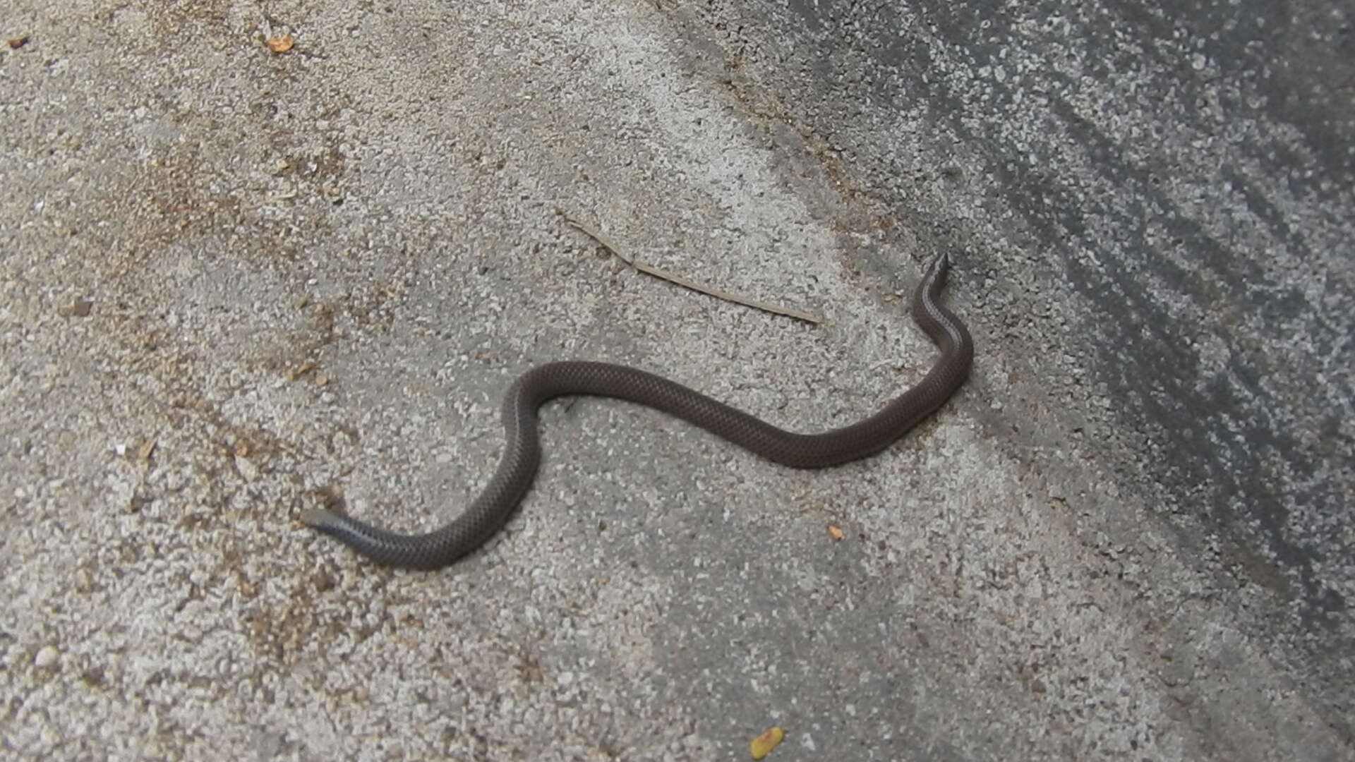 Image of Elliot's Earth Snake