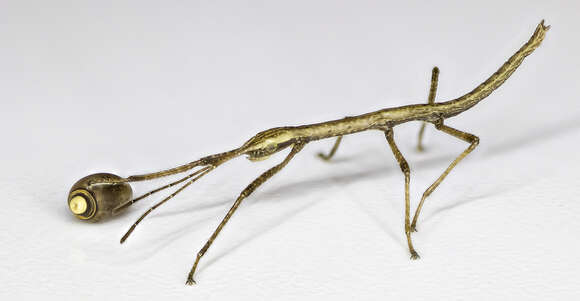 Image of walking sticks