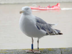 Image of Lesser Black-backed Gull