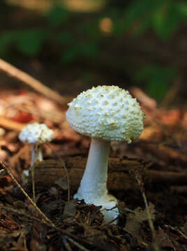 Image of Coker's amanita