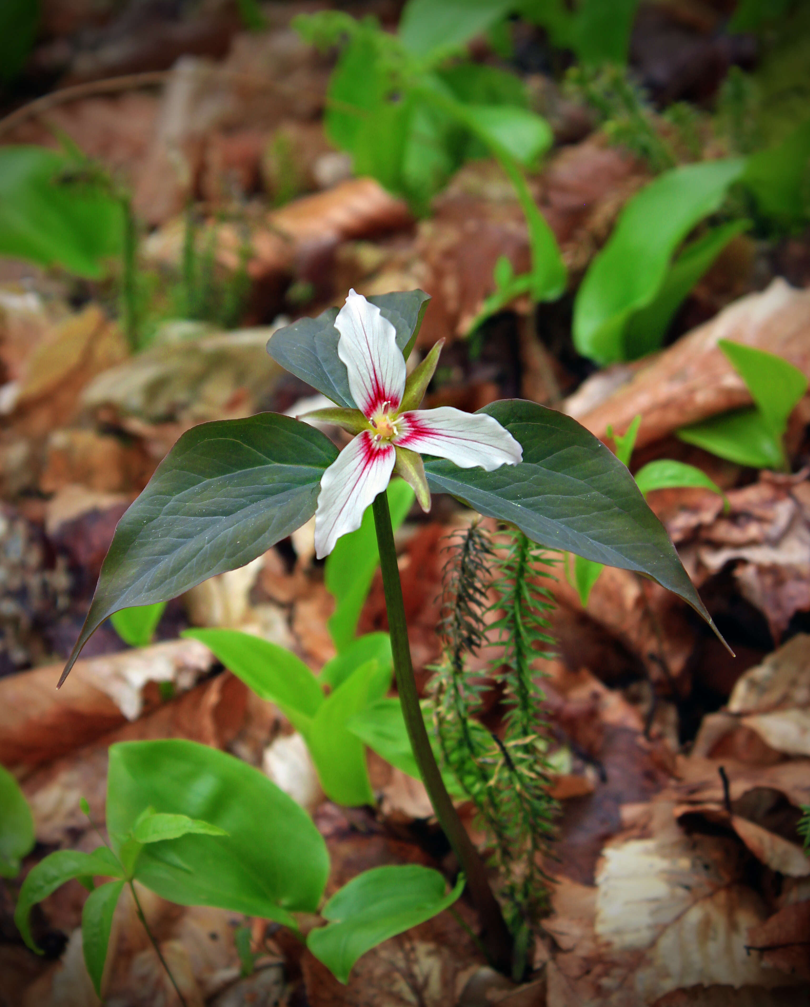 Imagem de Trillium undulatum Willd.