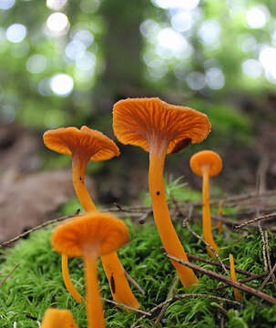 Image of Mycena leaiana (Berk.) Sacc. 1891