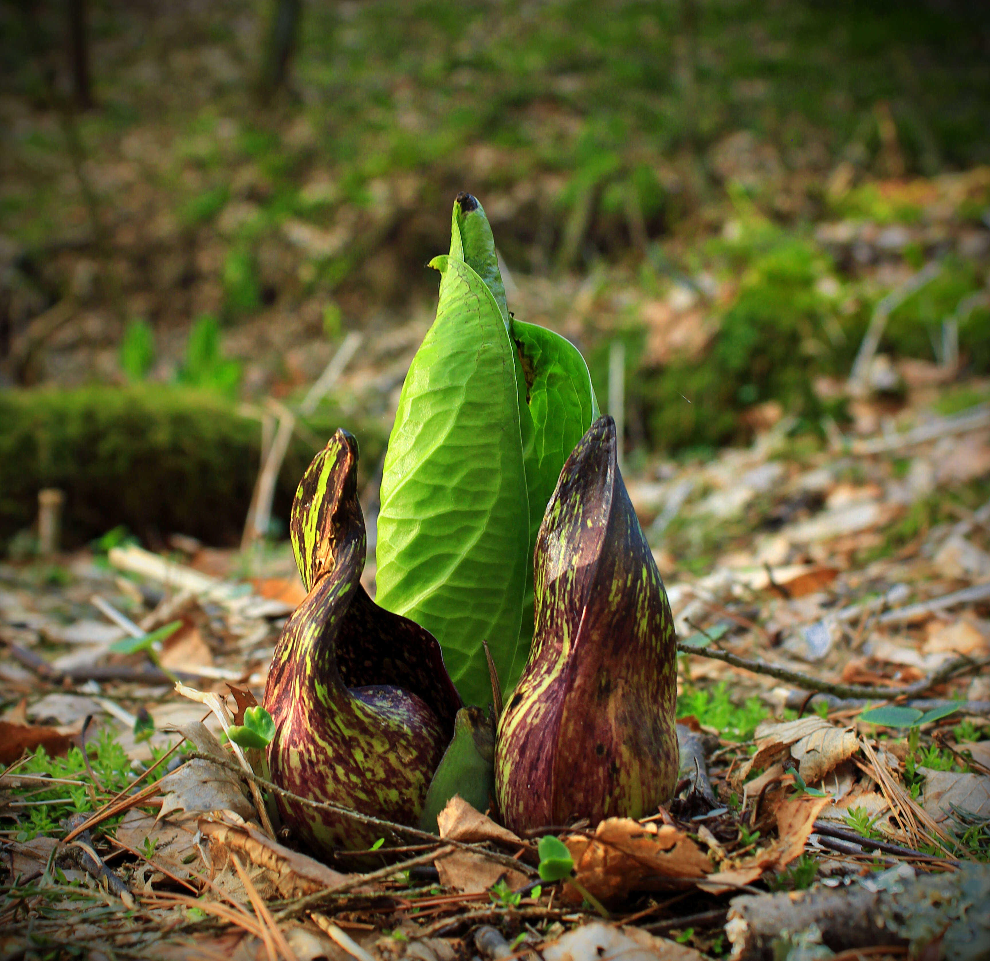 Image of Clumpfoot Cabbage