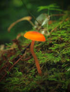 Image of Mycena leaiana (Berk.) Sacc. 1891