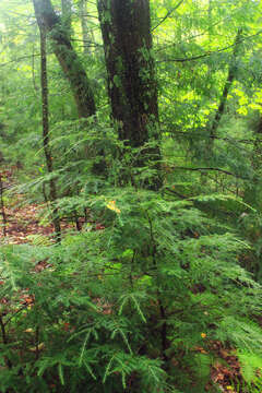 Image of eastern hemlock