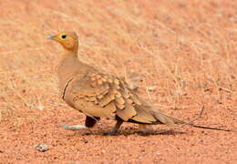 Image of Chestnut-bellied Sandgrouse