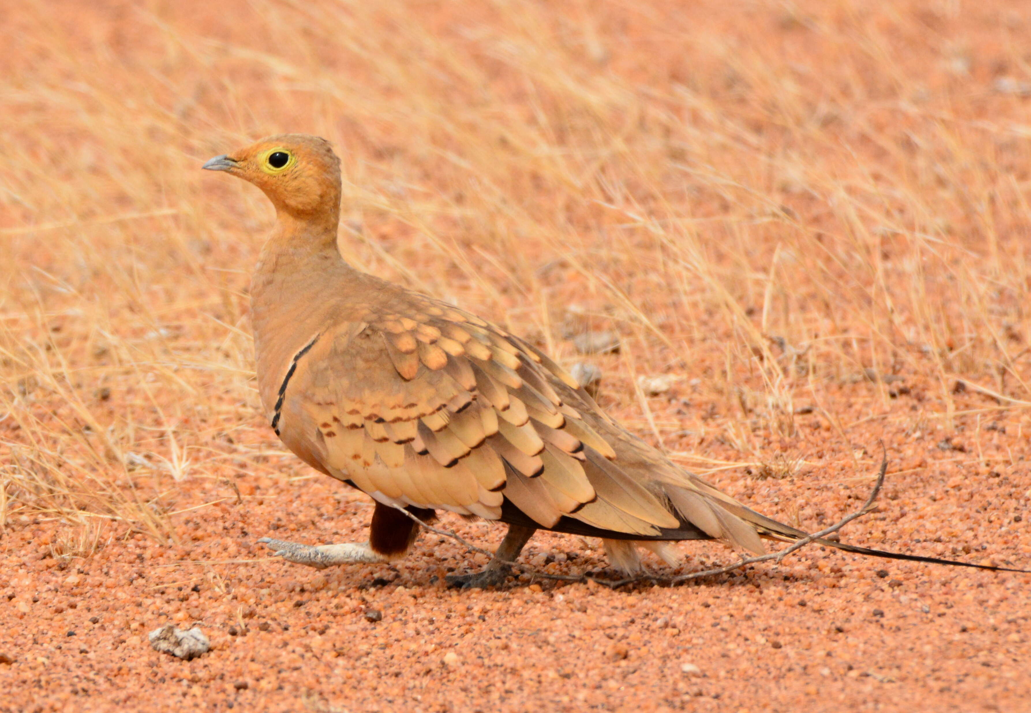 Image of Chestnut-bellied Sandgrouse