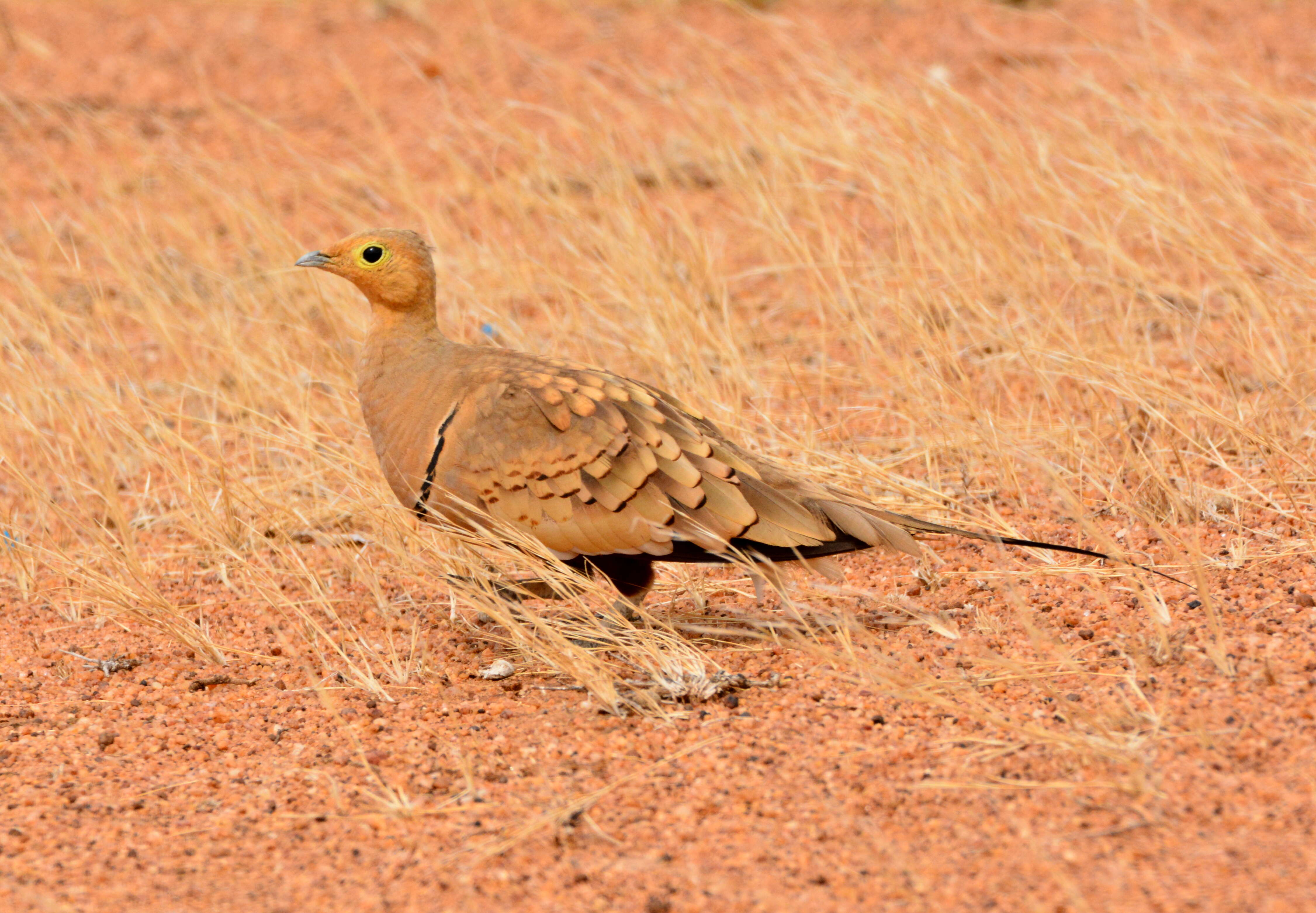 Image of Chestnut-bellied Sandgrouse