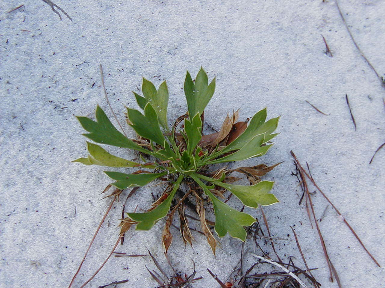 Image of wedgeleaf eryngo