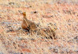 Image of Chestnut-bellied Sandgrouse