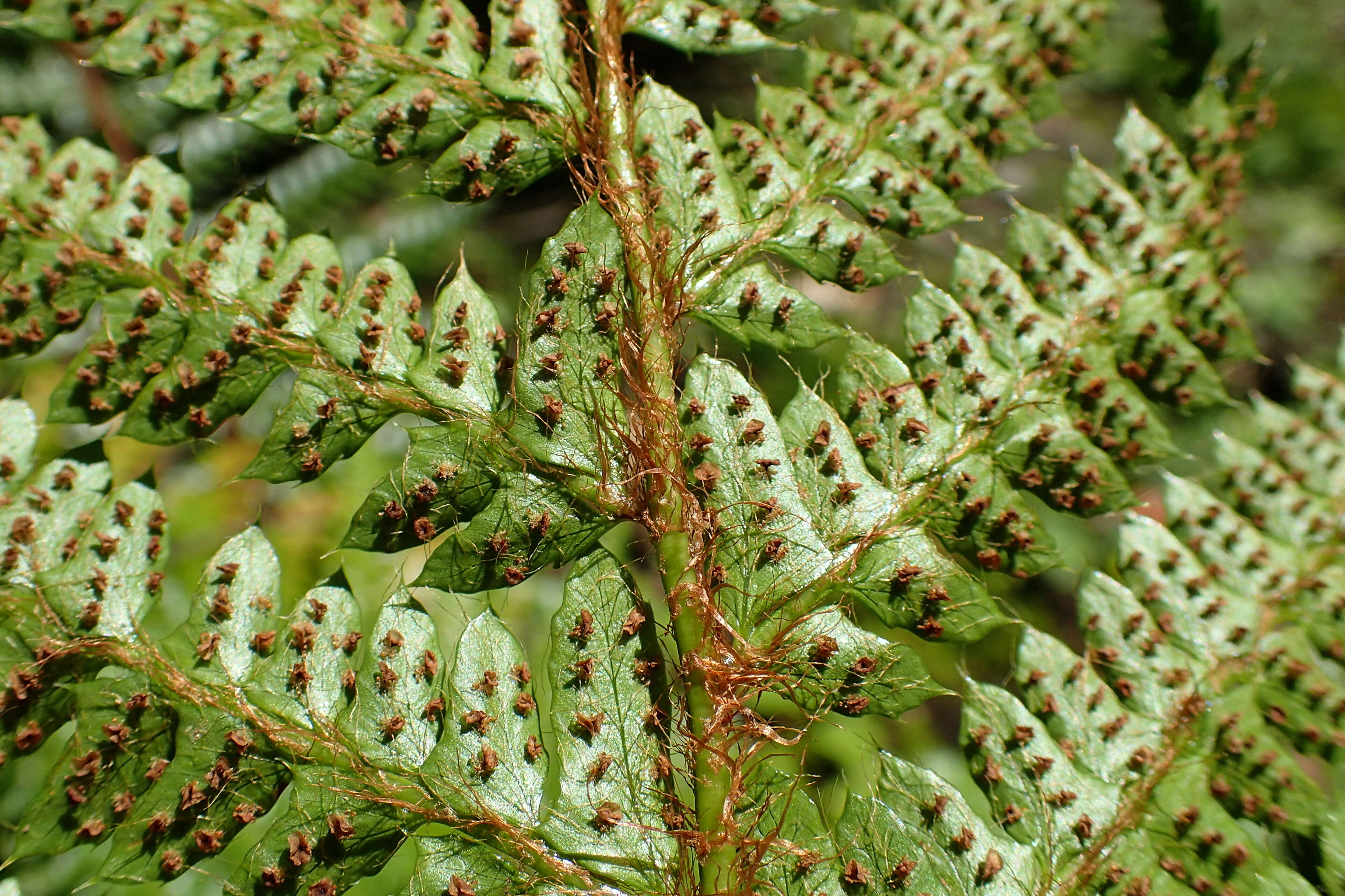 Image of Korean tasselfern