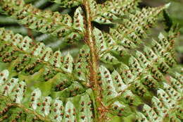 Image of Korean tasselfern