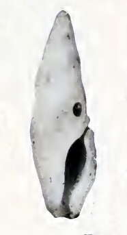 Image of Pseudodaphnella intaminata (Gould 1860)