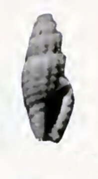 Image of Cythara glareosa