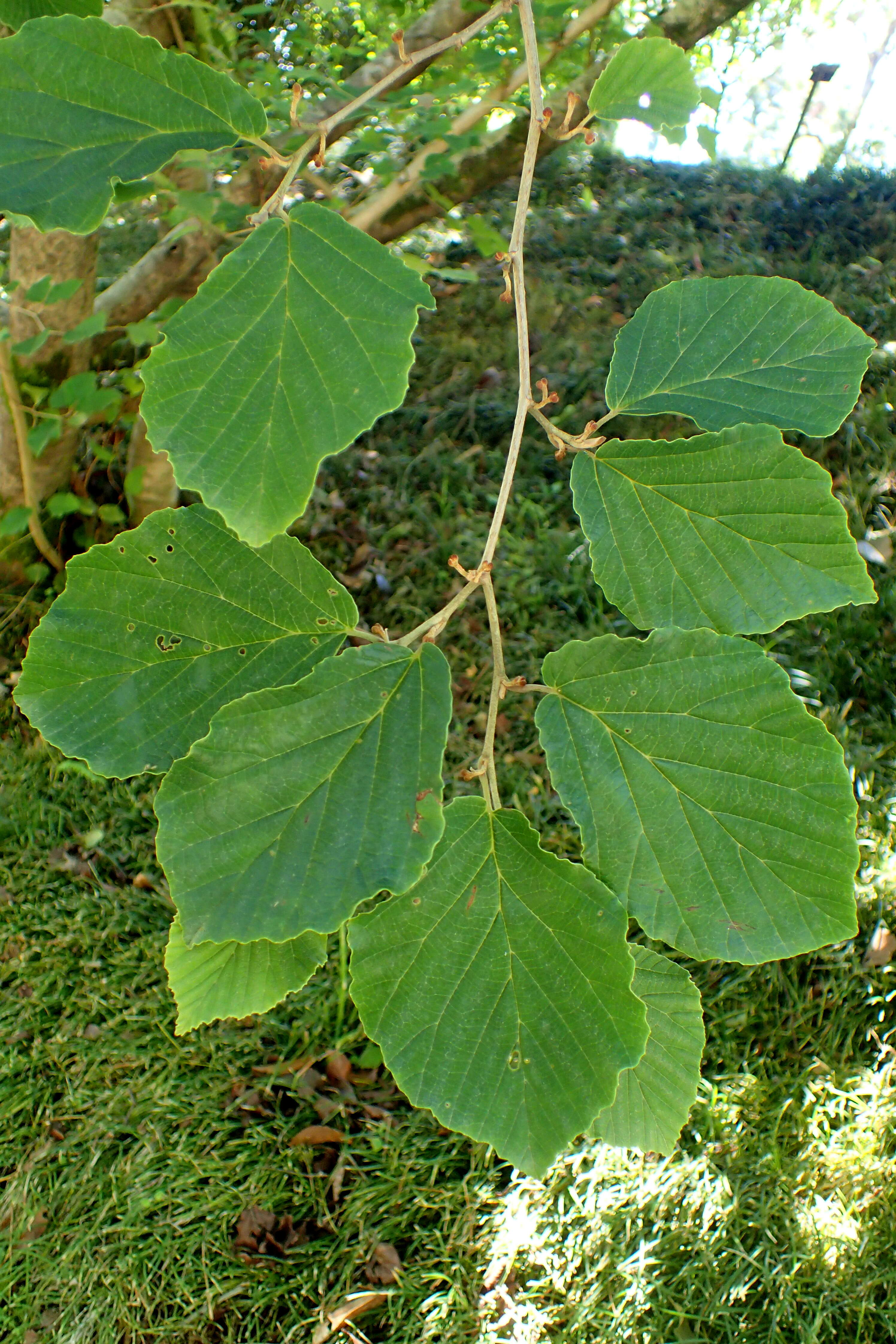 Image of Japanese Witch Hazel