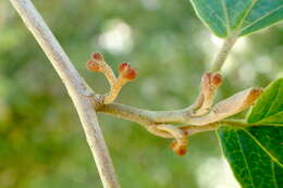 Image of Japanese Witch Hazel