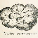 Слика од Nostoc verrucosum