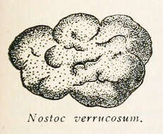 Image of Nostoc verrucosum