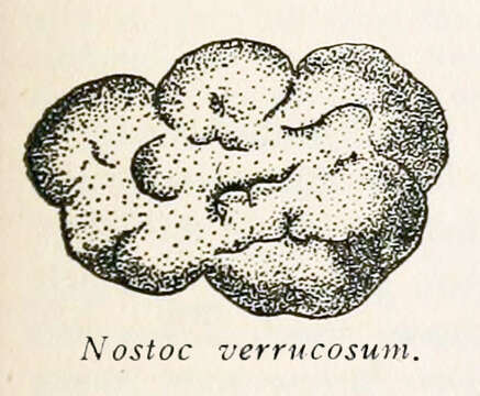 Слика од Nostoc verrucosum