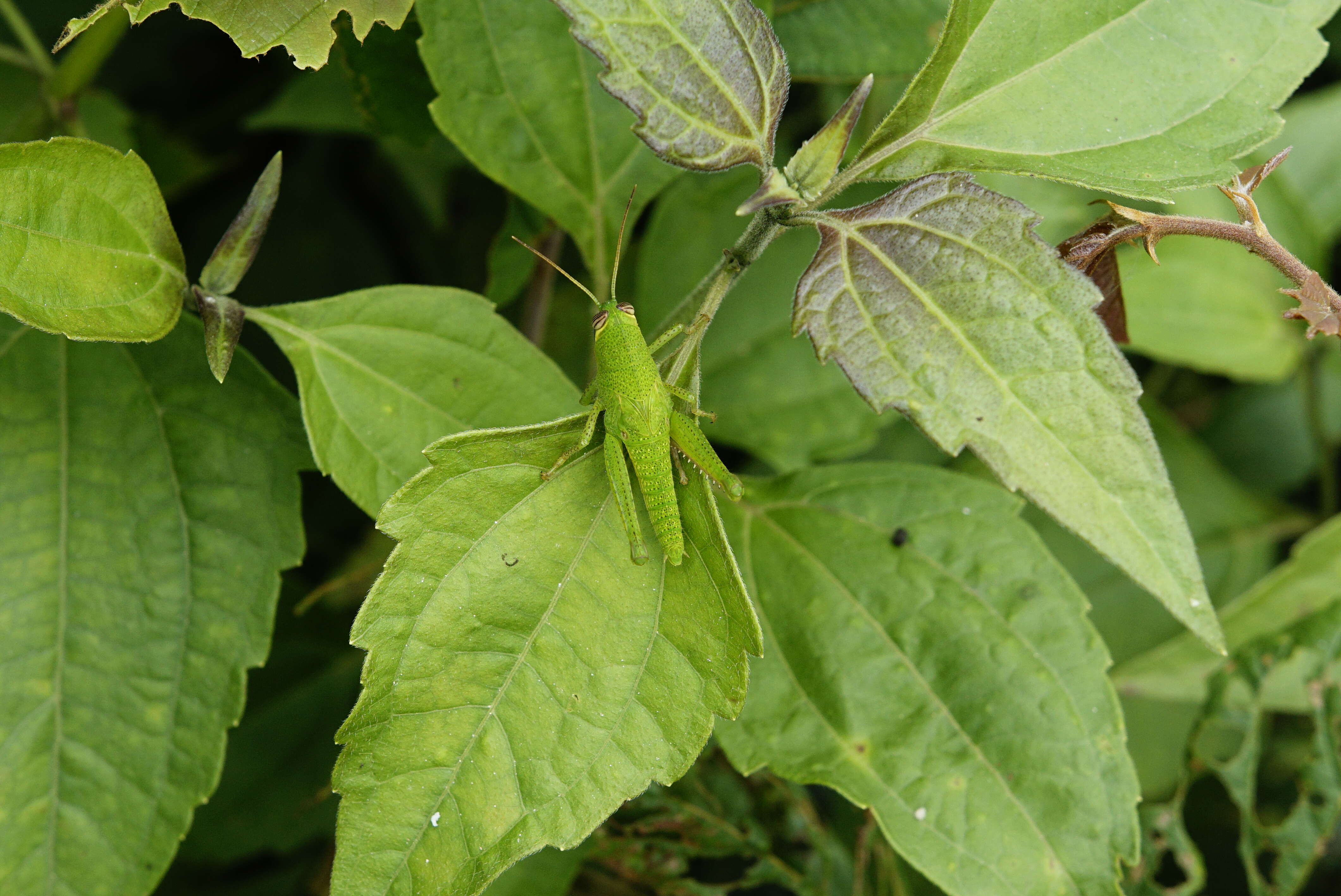 Image of Jack in the bush