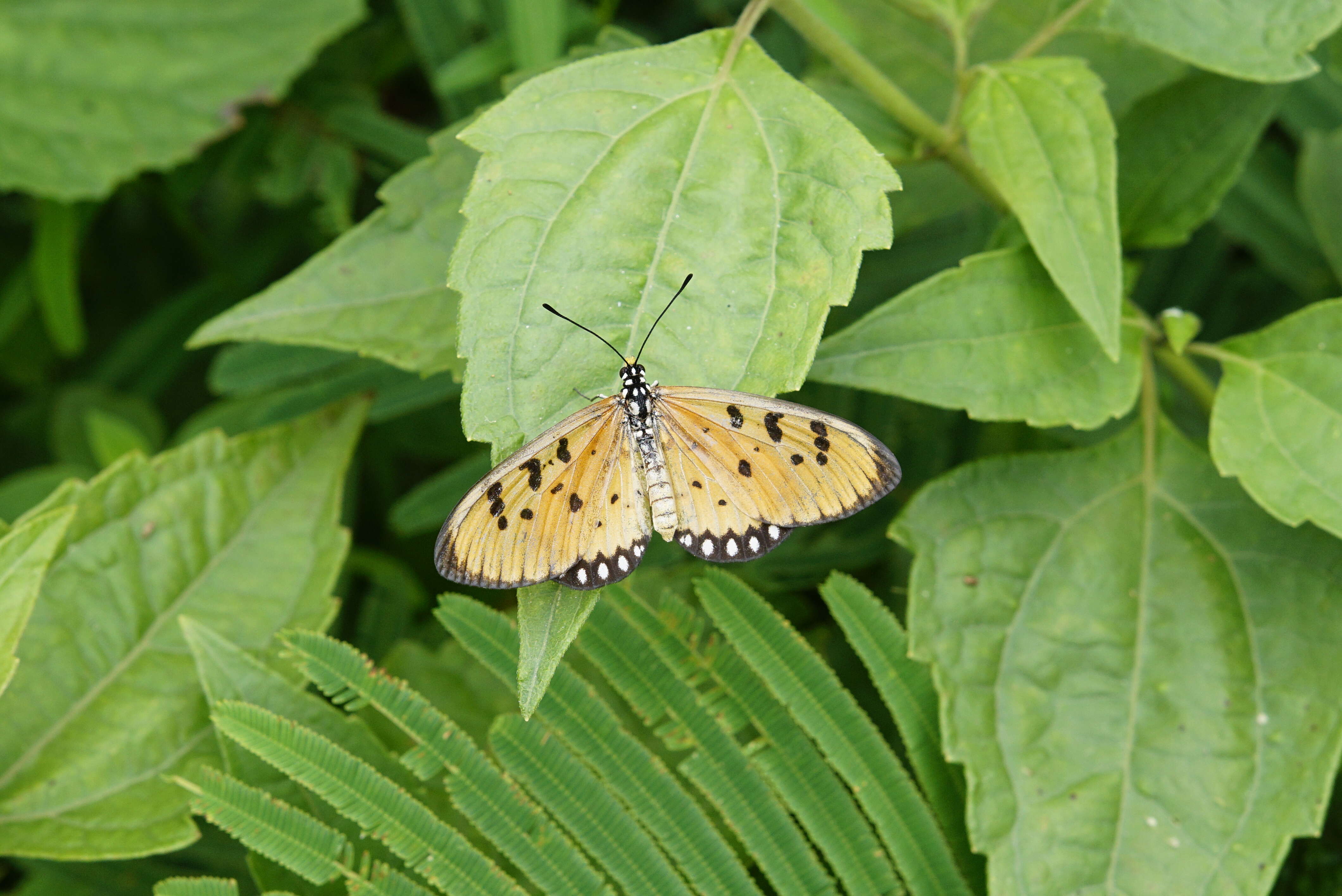 Image of Acraea terpsicore