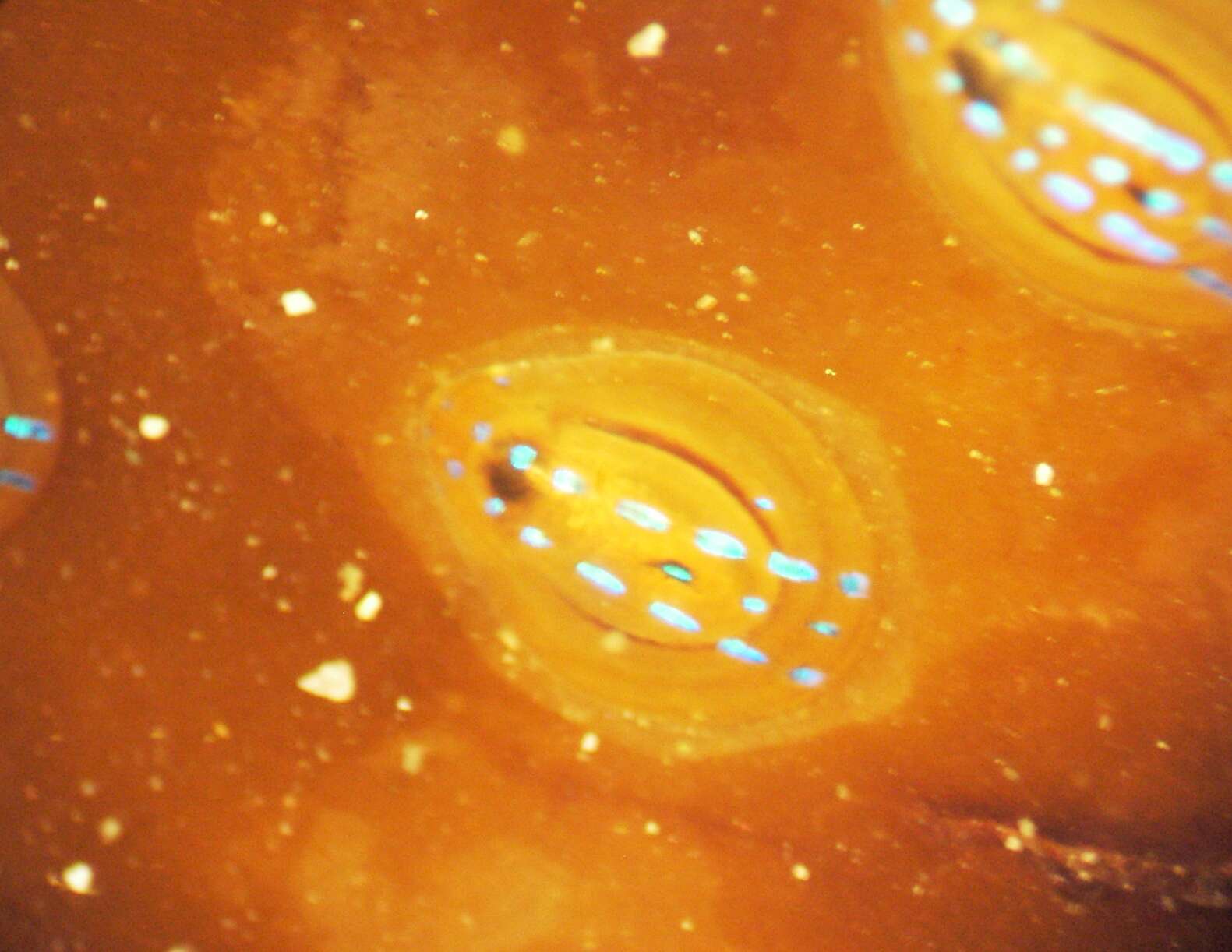 Image of blue-rayed limpet