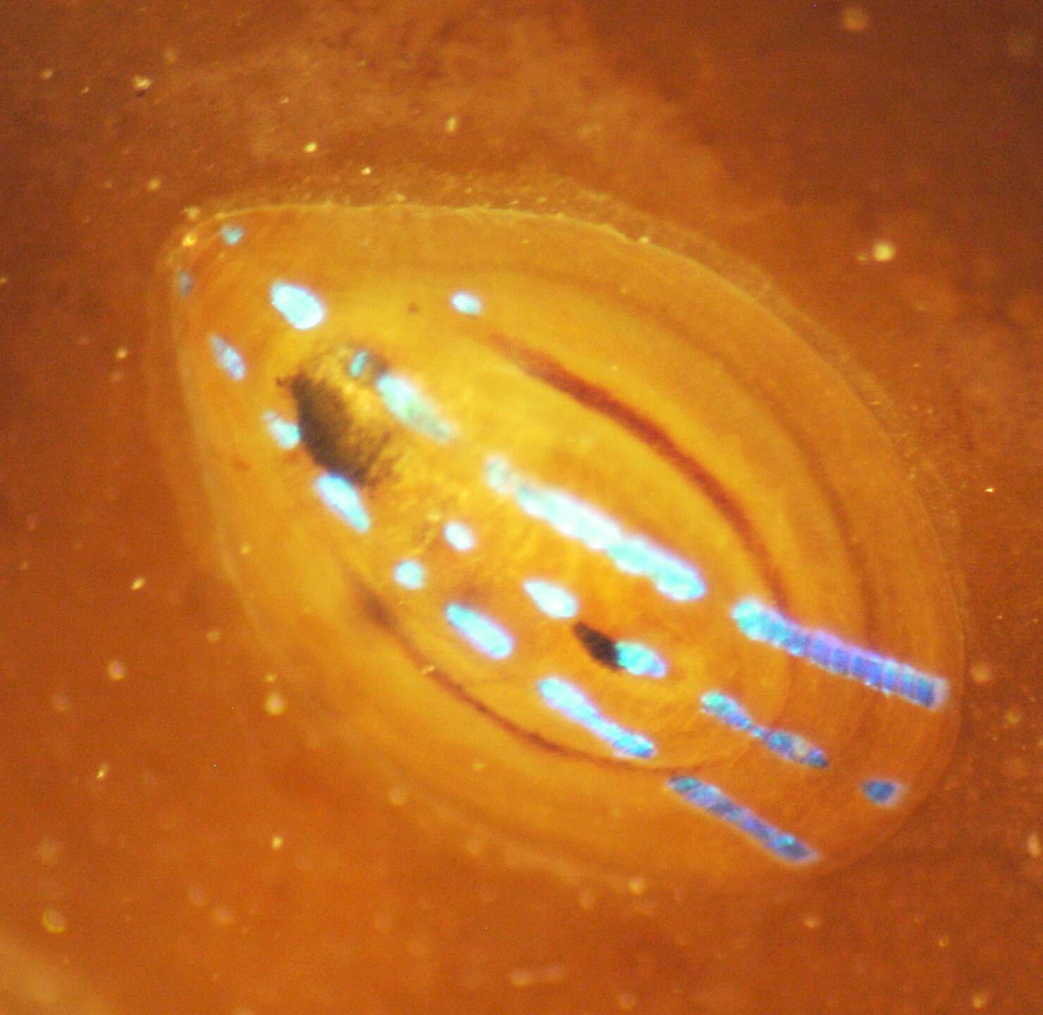 Image of blue-rayed limpet