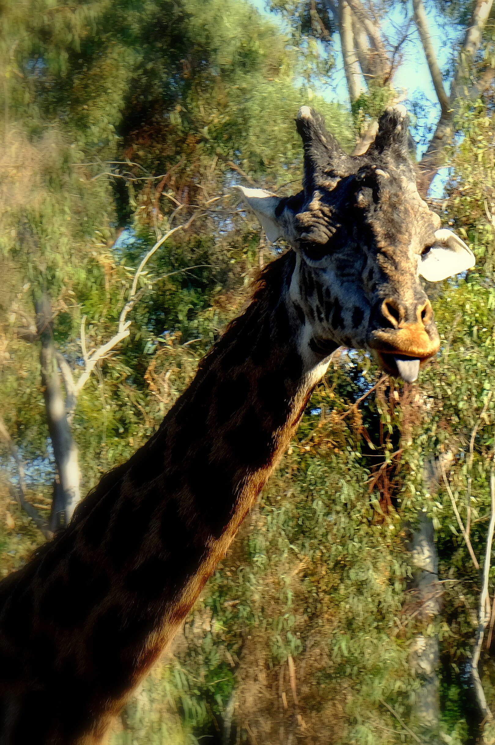 Image of Giraffe