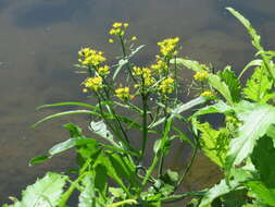 Image of Great Yellow-cress