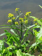 Image of Great Yellow-cress