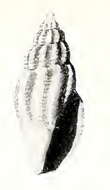 Image of Mangelia amatula