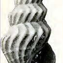 Image of Mangelia carlottae Dall 1919