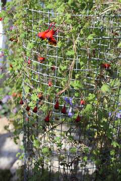 Image of Tropaeolum tricolor Sw.